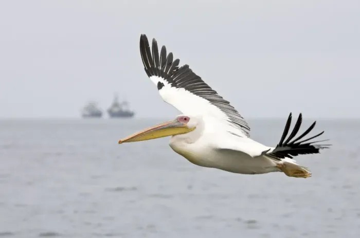 Framed Print : Great White Pelican - In flight with Fishing Trawler on the Horizon Walvis Bay-Namibia-Africa Framed Print : Great White Pelican - In flight with Fishing Trawler on the Horizon Walvis Bay-Namibia-Africa