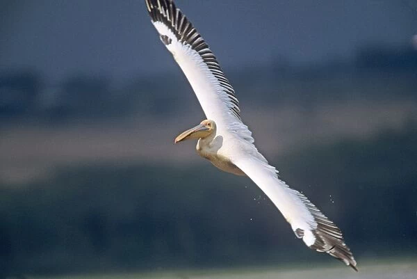 Great White Pelican - in flight - Lake Nakuru National Park - Kenya JFL05426