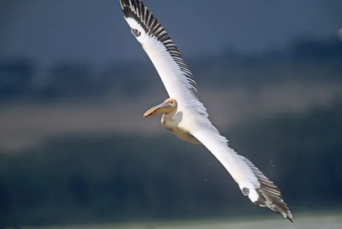 Framed Print : Great White Pelican - in flight - Lake Nakuru National Park - Kenya JFL05426 Framed Print : Great White Pelican - in flight - Lake Nakuru National Park - Kenya JFL05426