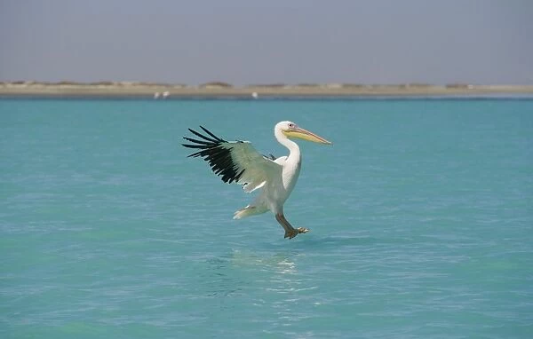 Great White Pelican - in flight landing on water - beach and desert shrub visible in the background - Atlantic Ocean - Namibia - Africa