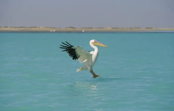 Framed Print : Great White Pelican - in flight landing on water - beach and desert shrub visible in the background - Atlantic Ocean - Namibia - Africa Framed Print : Great White Pelican - in flight landing on water - beach and desert shrub visible in the background - Atlantic Ocean - Namibia - Africa