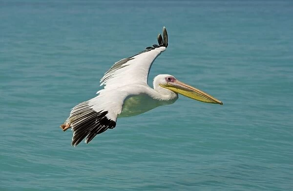 Great White Pelican - in flight over the ocean - Atlantic Ocean - Namibia - Africa