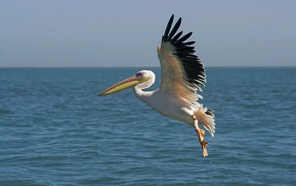 Great White Pelican - in flight over the ocean - Atlantic Ocean - Namibia - Africa