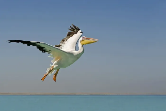 Framed Print : Great White Pelican - in flight over the ocean - Atlantic Ocean - Namibia - Africa Framed Print : Great White Pelican - in flight over the ocean - Atlantic Ocean - Namibia - Africa