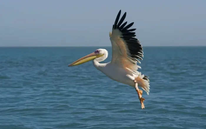 Framed Print : Great White Pelican - in flight over the ocean - Atlantic Ocean - Namibia - Africa