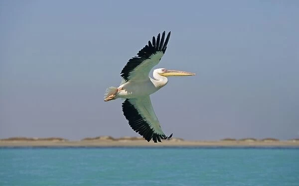 Great White Pelican - in flight over the ocean - with the beach in the background - Atlantic Ocean - Namibia - Africa