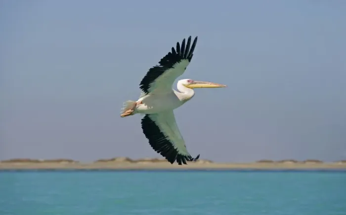 Framed Print : Great White Pelican - in flight over the ocean - with the beach in the background - Atlantic Ocean - Namibia - Africa Framed Print : Great White Pelican - in flight over the ocean - with the beach in the background - Atlantic Ocean - Namibia - Africa