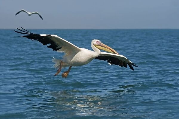 Great White Pelican - in flight over the ocean - with a Kelp Gul in the background - Atlantic Ocean - Namibia - Africa
