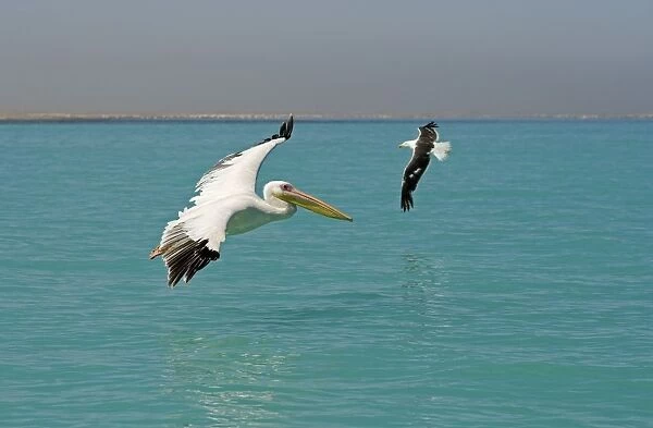 Great White Pelican - in flight over the ocean - whilst being cricled by a kelp gull - Atlantic Ocean - Namibia - Africa