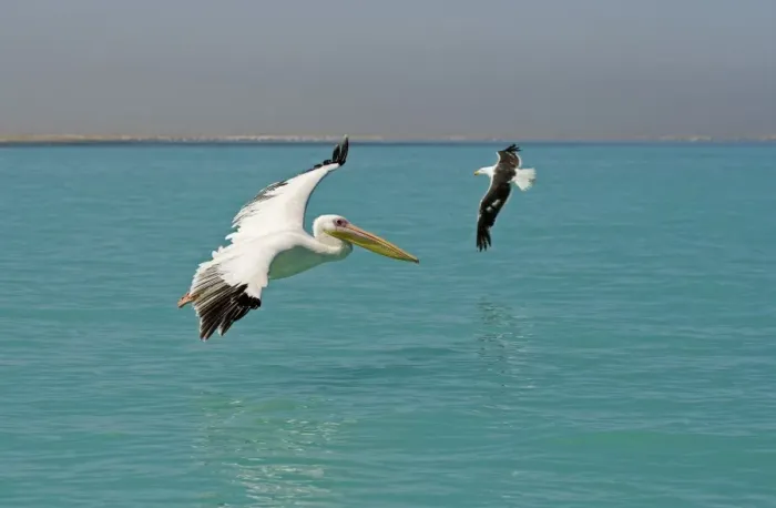 Framed Print : Great White Pelican - in flight over the ocean - whilst being cricled by a kelp gull - Atlantic Ocean - Namibia - Africa Framed Print : Great White Pelican - in flight over the ocean - whilst being cricled by a kelp gull - Atlantic Ocean - Namibia - Africa