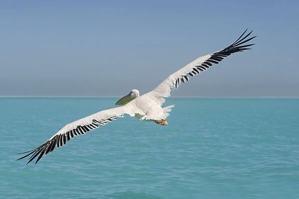 Great White Pelican - in flight over the ocean - wings are spread to their full extent - Atlantic Ocean - Namibia - Africa