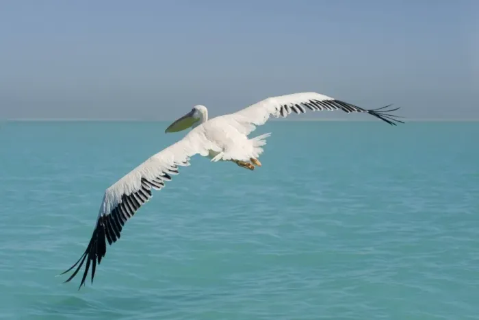 Framed Print : Great White Pelican - in flight over the ocean - wings are spread to their full extent - Atlantic Ocean - Namibia - Africa Framed Print : Great White Pelican - in flight over the ocean - wings are spread to their full extent - Atlantic Ocean - Namibia - Africa