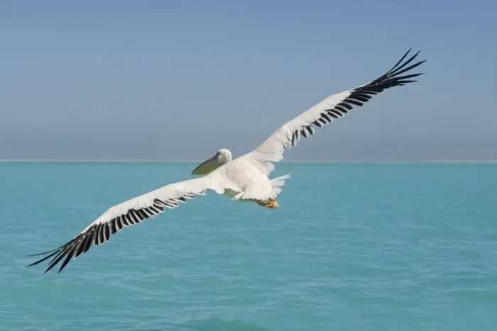 Great White Pelican in Flight Print - Atlantic Ocean, Namibia. Art