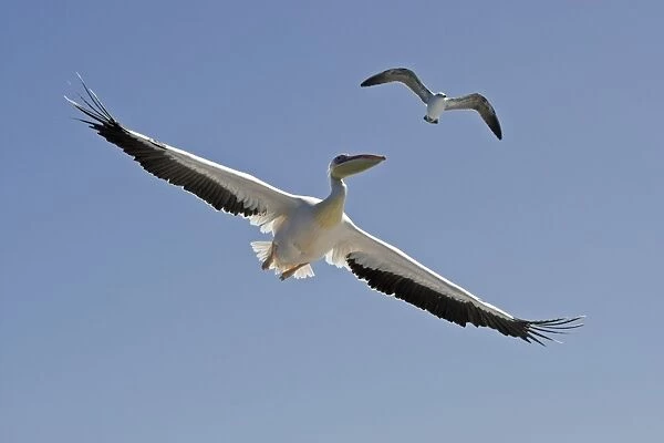 Great White Pelican - In flight seen from below - with a Cape Kelp Gull above the pelican - Atlantic Ocean - Walvis Bay - West Coast - Namibia - Africa