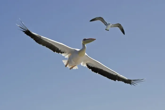 Framed Print : Great White Pelican - In flight seen from below - with a Cape Kelp Gull above the pelican - Atlantic Ocean - Walvis Bay - West Coast - Namibia - Africa Framed Print : Great White Pelican - In flight seen from below - with a Cape Kelp Gull above the pelican - Atlantic Ocean - Walvis Bay - West Coast - Namibia - Africa