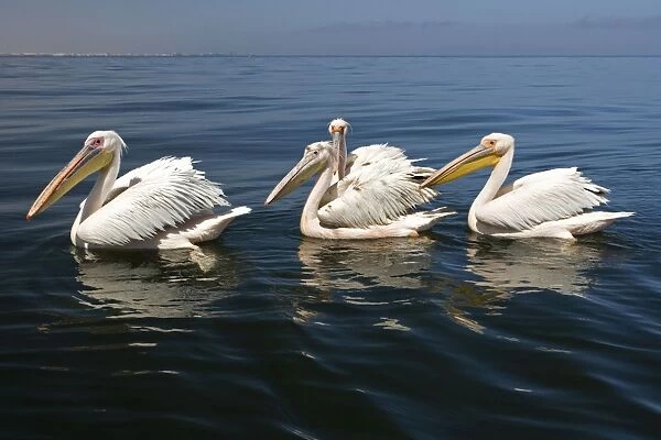 Great White Pelican - Floating on the water - Atlantic Ocean - Walvis Bay - West Coast - Namibia - Africa