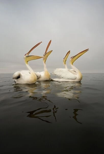 Great White Pelican - Group Portrait - Taken from water level - Atlantic Ocean - Walvis Bay - West Coast - Namibia - Africa