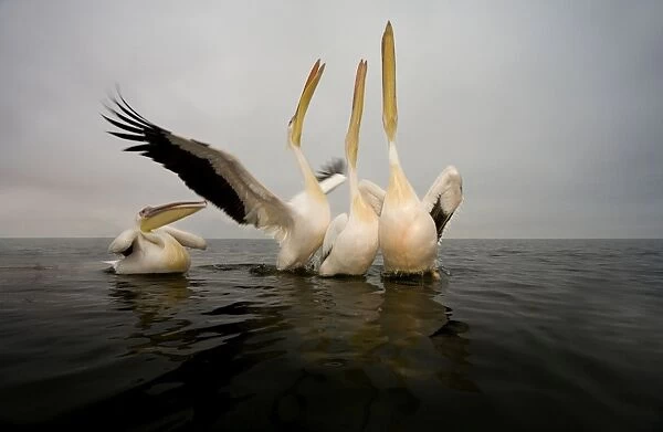 Great White Pelican - Group portrait - taken from water level - misty morning - Atlantic Ocean - Walvis Bay - West Coast - Namibia - Africa
