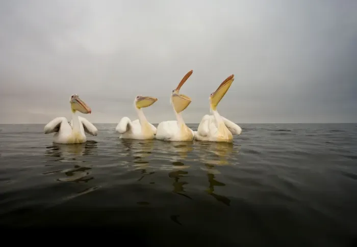 Framed Print : Great White Pelican - Group portrait - taken from water level - misty morning - Atlantic Ocean - Walvis Bay - West Coast - Namibia - Africa Framed Print : Great White Pelican - Group portrait - taken from water level - misty morning - Atlantic Ocean - Walvis Bay - West Coast - Namibia - Africa