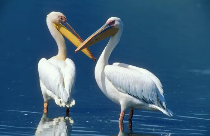 Framed Print : Great White Pelican Kenya, Africa Framed Print : Great White Pelican Kenya, Africa