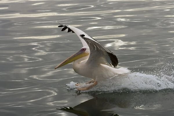 Great White Pelican - Landing on water near Walvis Bay, Namibia. Africa