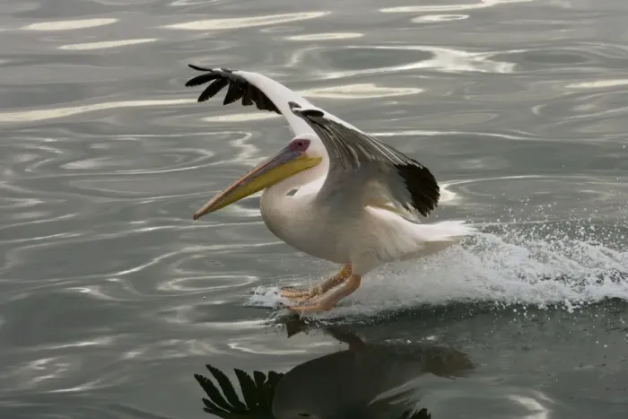 Framed Print : Great White Pelican - Landing on water near Walvis Bay Namibia, Namibia. Africa Framed Print : Great White Pelican - Landing on water near Walvis Bay Namibia, Namibia. Africa