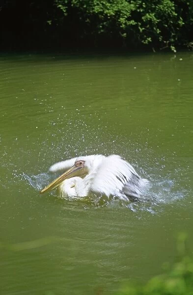 Great White Pelican - Shaking itself in water - India JPF07356