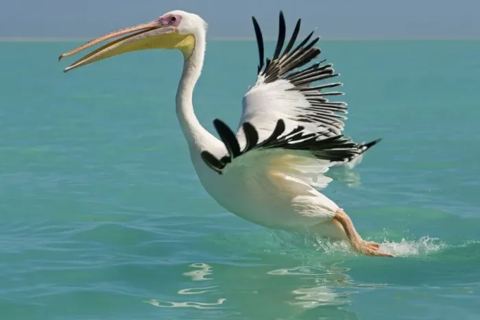 Framed Print : Great White Pelican - taking off - Atlantic Ocean - Namibia - Africa Framed Print : Great White Pelican - taking off - Atlantic Ocean - Namibia - Africa