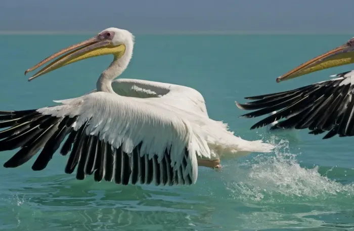 Framed Print : Great White Pelican - taking off - Atlantic Ocean - Namibia - Africa Framed Print : Great White Pelican - taking off - Atlantic Ocean - Namibia - Africa