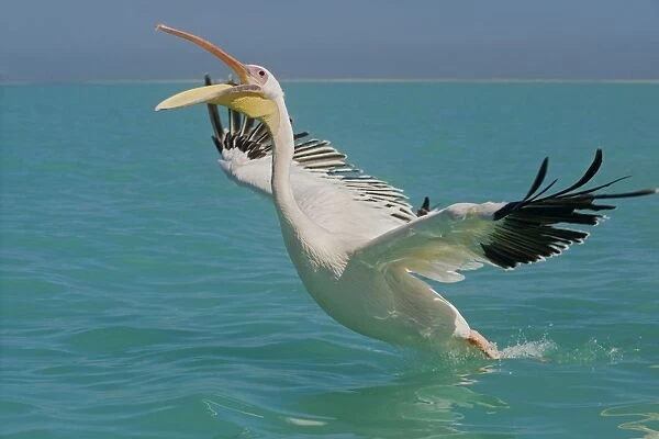 Great White Pelican - taking off from the water - with beak open - Atlantic Ocean - Namibia - Africa