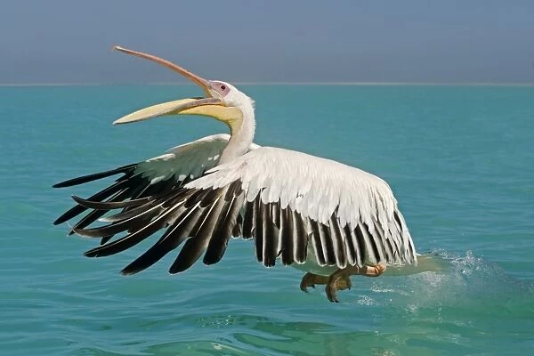 Great White Pelican - taking off from the water - with beak open - Atlantic Ocean - Namibia - Africa