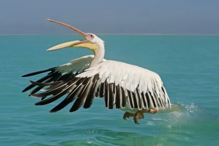 Framed Print : Great White Pelican - taking off from the water - with beak open - Atlantic Ocean - Namibia - Africa Framed Print : Great White Pelican - taking off from the water - with beak open - Atlantic Ocean - Namibia - Africa