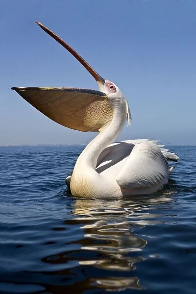 Great White Pelican - Wide angle portrait taken from just above the water level - Atlantic Ocean - Walvis Bay - West Coast - Namibia - Africa