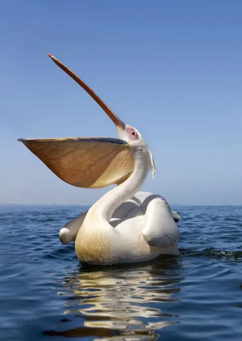 Framed Print : Great White Pelican - with bill wide open - wide angle portrait taken from just above the water level - Atlantic Ocean - Walvis Bay - West Coast - Namibia - Africa