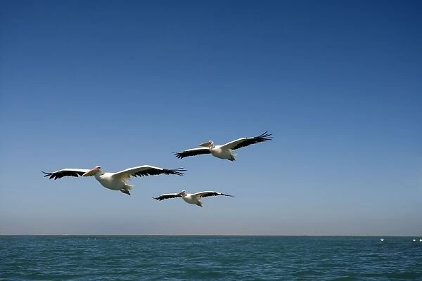 Great White Pelicans - in flight over the ocean - Atlantic Ocean - Namibia - Africa