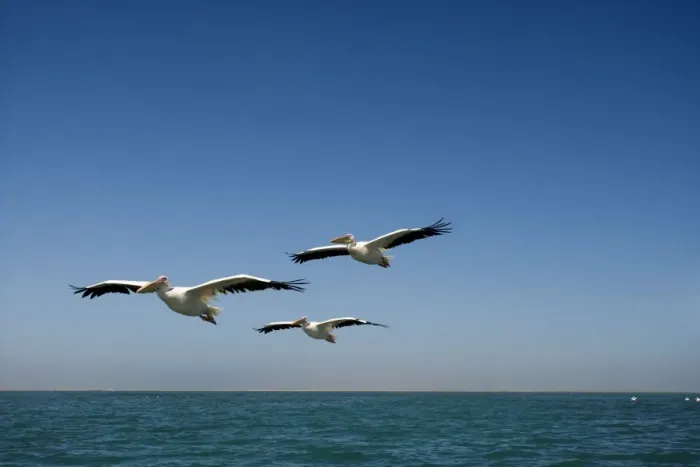 Framed Print : Great White Pelicans - in flight over the ocean - Atlantic Ocean - Namibia - Africa Framed Print : Great White Pelicans - in flight over the ocean - Atlantic Ocean - Namibia - Africa