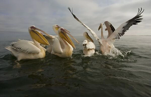 Great White Pelicans - Floating on the Atlantic Ocean near Walvis Bay Namibia. Africa
