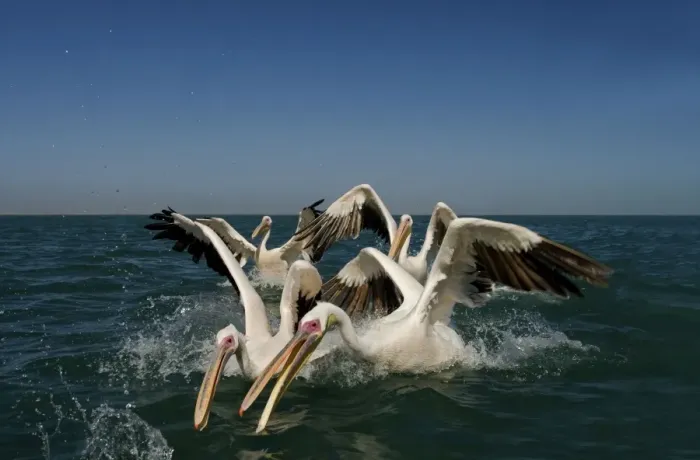 Framed Print : Great White Pelicans - lunging for food in the water - Atlantic Ocean - Namibia - Africa Framed Print : Great White Pelicans - lunging for food in the water - Atlantic Ocean - Namibia - Africa