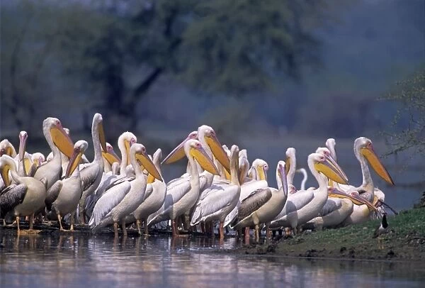 Great White Pelicans at a roost, Keoladeo National Park, India
