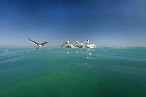 Great White Pelicans - seen from water level with a gull in flight - Atlantic Ocean - Namibia - Africa