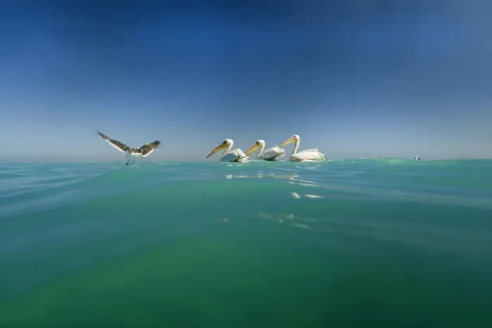 Framed Print : Great White Pelicans - seen from water level with a gull in flight - Atlantic Ocean - Namibia - Africa