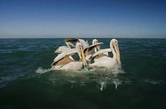 Framed Print : Great White Pelicans - on the water - Atlantic Ocean - Namibia - Africa Framed Print : Great White Pelicans - on the water - Atlantic Ocean - Namibia - Africa