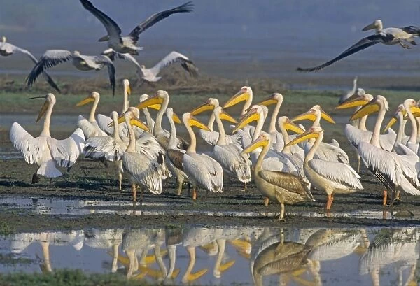 Great White Pelicans in the wetland, Keoladeo National Park, India