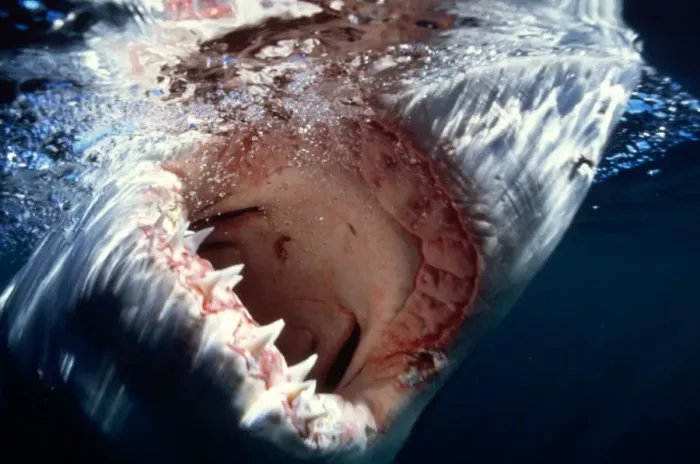 Framed Print : Great White Shark Framed Print : Great White Shark