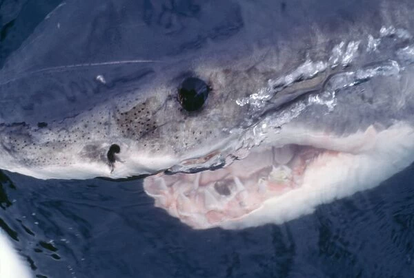 Great White Shark - Ampullae of Lorezini showing