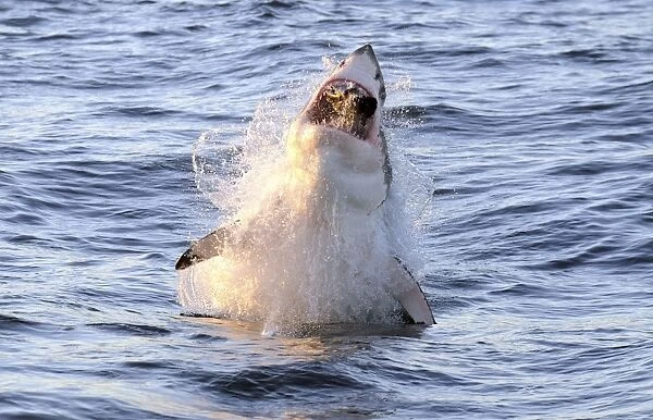 Great White Shark - Breaching - Seal Island - False Bay - South Africa