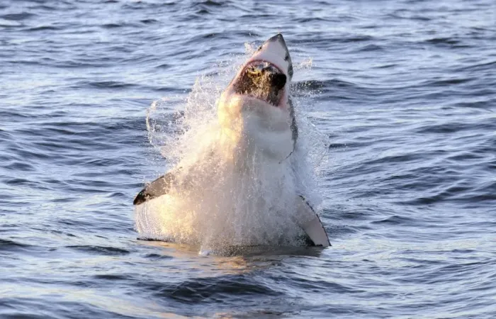 Framed Print : Great White Shark - Breaching - Seal Island - False Bay - South Africa Framed Print : Great White Shark - Breaching - Seal Island - False Bay - South Africa