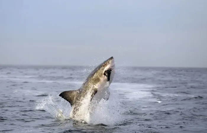 Framed Print : Great White Shark - Breaching - Seal Island - False Bay - South Africa Framed Print : Great White Shark - Breaching - Seal Island - False Bay - South Africa