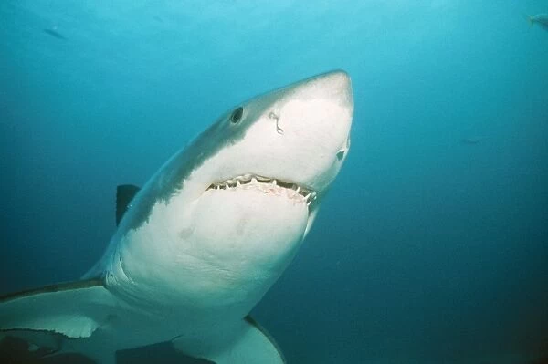 Great White Shark Close-up front view of head to flippers, Naptunes Islands, Spencers Gulf, Australia