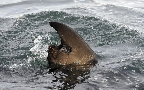Great White Shark - damaged dorsal fin - Seal Island, False Bay, South Africa